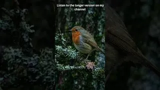 Thumbnail: 🌿 Struggling to Sleep – Night Birdsong & Forest Creek: Robin, Blue Tit - 2 Hours