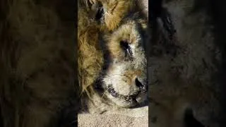 Thumbnail: Circle of Life: Powerful Lion Moments 🦁 #shorts