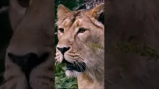Thumbnail: 3 Adorable Lion Cubs 🦁🦁🦁 #shorts