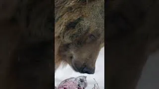 Thumbnail: Grizzly bears are some of the largest subspecies of Brown Bear #shorts