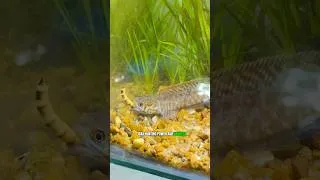 Thumbnail: My New Monster Fish 🐟🙀🙀 #shorts #shortvideo #shortsfeed #viral #aquarium #fish #wildlife
