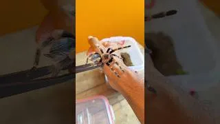Thumbnail: My Spider Update 🕷️😘😘  #tarantula # #fishtank #aquarium #spider #wildlife #pets #shorts #short