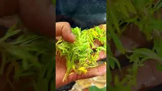 Thumbnail: My New Shrimp Ecosystem 😍😍 #shorts #shortsfeed #shortsvideo #plantedtank # #aquarium #fishtank
