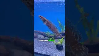 Thumbnail: My New Cute Monster Fish 🐟 😍 #monsterfish #channafish #shorts #viral #aquarium #fish #shortvideo