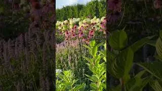 Thumbnail: Obsessed with this whole garden on Mackinac Island! #mackinacisland