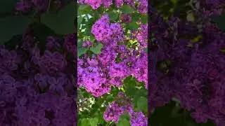 Thumbnail: LILACS! Love the colors of these trees that are all around Mackinac Island! #mackinacisland #lilac