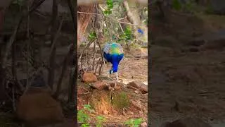 Thumbnail: peacock #wildlife #birds