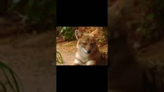 Thumbnail: jackal