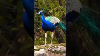 Thumbnail: peacock