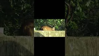 Thumbnail: sambar deer with big antlers