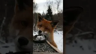 Thumbnail: Fox Steals Fat Ball Again!