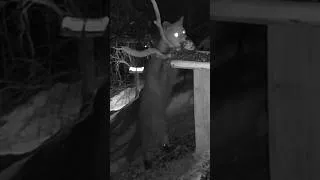 Thumbnail: Fox Stealing Fat Ball