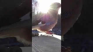Thumbnail: Jay Cracking a Peanut in Slow Motion