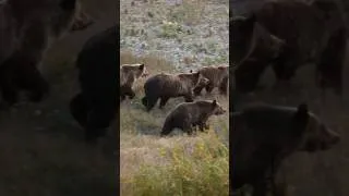 Thumbnail: 2026 update: Grizzlies in the Lower 48 remain protected under the Endangered Species Act. #grizzlies