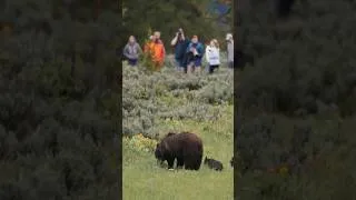 Thumbnail: For grizzly cubs, the biggest threat may be another grizzly. #wildlife #bear #grizzly399 #naturepbs
