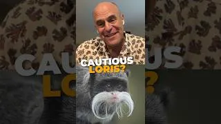 Thumbnail: You've heard of the slow loris... but the cautious loris? #slowloris #animals #pbs #petersagal #stem