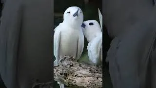 Thumbnail: Birds of Lord Howe Island #birdingparadise #nature #birdlovers  #wildlife