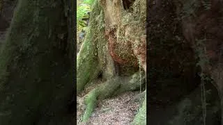 Thumbnail: Needed a rainforest getaway! 👍 #nature #getaway #rainforest