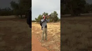 Thumbnail: Pied Honeyeaters at Ouyen #twitch #birdwatching #birding #piedhoneyeater #birdsofaustralia