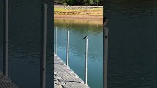 Thumbnail: Birding Around Lake Ouyen  #birding #birdwatching #extrabirdadventure