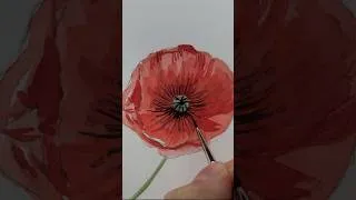 Thumbnail: The life of a poppy - watercolor timelapse