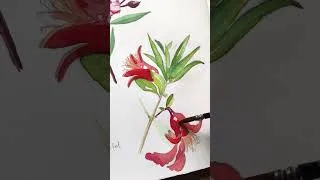 Thumbnail: Painting Pomegranate . Lazy afternoon sketching