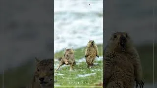 Thumbnail: Tibetan Fox vs. Himalayan Marmot #natureanimaldocumentary