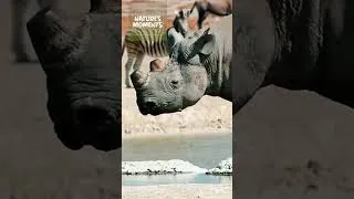 Thumbnail: The Sad Story of the Rhino #natureanimaldocumentary | Nature Documentary