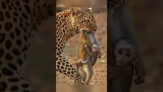 Thumbnail: Sad Song of Survival #wildlife #animaldocumentary