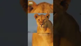 Thumbnail: The Lion Queen and the Battle for Survival #natureanimaldocumentary