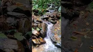 Thumbnail: FOREST STREAM SOUNDS 4K ,RELAXING SOUND OF NATURE.