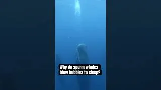 Thumbnail: Why do sperm whales blow bubbles?