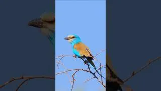 Thumbnail: Exotic World Bird Songs | 60s Nature ASMR for Study & Relaxation (No Music) #Shorts