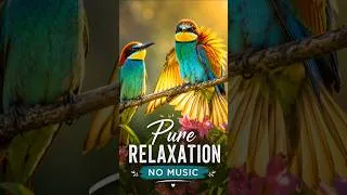 Thumbnail: Pure Relaxation | Nature Sounds & Natural Bird Sounds for Sleep, Stress Relief & Focus — No Music