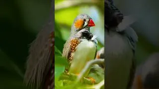 Thumbnail: Bird Songs & Sounds | Relaxing Nature Sounds for Study, Focus & Positive Energy #Shorts