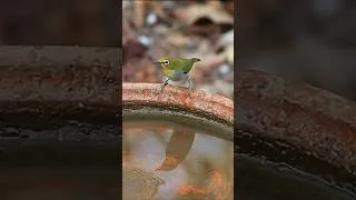 Thumbnail: Bird Bath Cam-Shorts-Swinhoe's White Eye