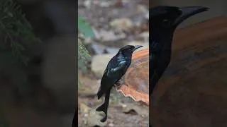 Thumbnail: Bird Bath Cam Shorts-Hair-crested Drongo