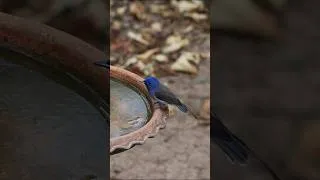 Thumbnail: Bird Bath Cam-Shorts-Black-naped Monarch