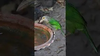 Thumbnail: Bird Bath Cam-Shorts-Lineated Barbet