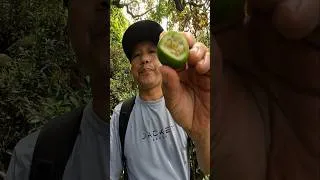 Thumbnail: Mountain fruit in Seychelles #seychelles #travel