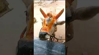 Thumbnail: மூன்று கண் மூன்று கொம்பு உள்ள அதிசய மாடு # shorts#trending shorts #viral shorts