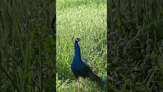 Thumbnail: Peacock in the fields 🦚