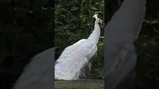 Thumbnail: A Beautiful white peacock #peacock