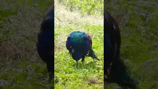Thumbnail: Hungry Peacock eating the Grass