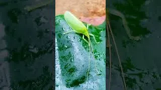 Thumbnail: A Strange Green Creature Found During the Rain 🌧️🌿 | Amazing Nature#shorts  #insects #nature