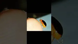 Thumbnail: I saved a tiny, beautiful beetle that was about to become a lizard's meal. 🪲❤️|#shorts