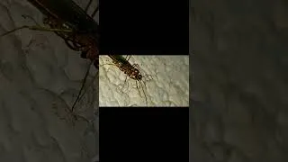 Thumbnail: Tiny Flying Insect in Extreme Macro 🪰 | Amazing Close-Up Nature 4K#shorts