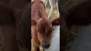 Thumbnail: Village life daily routine #love #motivation #shorts #short
