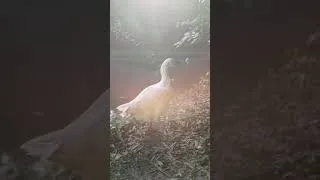Thumbnail: A beautiful duck #love #motivation #youtube #villagelife #shorts #short