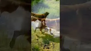 Thumbnail: This Playful Pup Can’t Get Enough!" #dog #cute